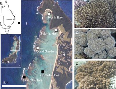 Bleaching Susceptibility and Resistance of Octocorals and Anemones at the World’s Southern-Most Coral Reef
